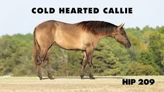 Cold Hearted Callie - Hip 209 NRHA Futurity Sale 2025