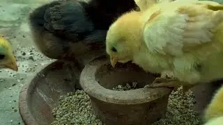 Raising Baby Chicks: A Day in Their Life   #chicksfeed #haqlenz #poultryfarming