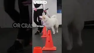 Crazy dog challenges that will make you laugh!  #LaughingWithDogs #CrazyDogChallenges #LaughsGalore.