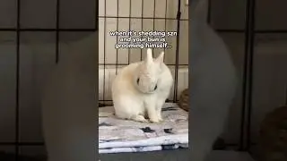 Only rabbit owners will understand😂