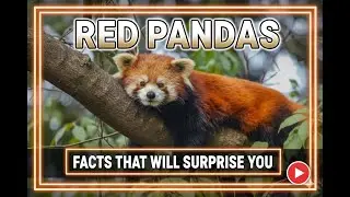 Why is the Red Panda NOT a Panda? (Facts that will surprise you)