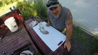 Quick Easy Way to Fillet Porgy  Scup How to Fillet Porgy