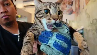 Мне так и не удалось искупать эту кошку!!! Узнайте почему 🙀