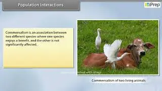 Population Interactions  |Organisms and Population | Biology  | Class 12th | iPrep