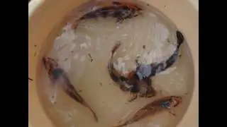 рыбки для пруда,карпы кои,ферма KOI,www.koi.besaba.com