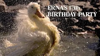Rescue Duck Celebrates 17th Birthday at Farm Animal Sanctuary
