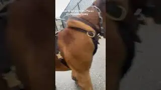 AriesTheBoerboel and his son Pisces the Boerboel 