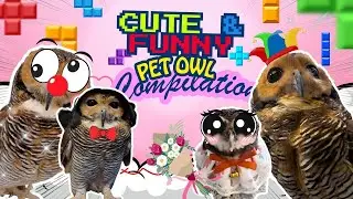 Cute & Funny Pet Owl Compilation | Bibib Family Shorts Part 14!