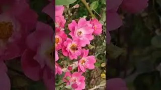 Honey Collection | Pollination | #shorts #honey #yt #short