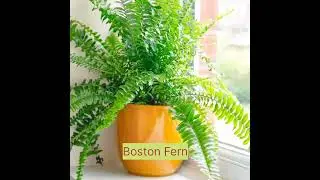 7 Houseplants to remove mold, mildew and condensation in winter |  Plants For Winter Moisture Issues
