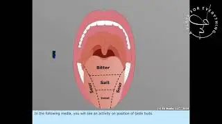 Taste buds, Saliva & Mouth || How it works || Medical Safety || Marine Knowledge || EP 21