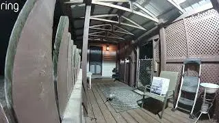 Security camera footage of intruders. Skunk, Rabbit, Opossum, Cat.