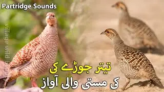 Non Stop Francolin Pair Sound | Grey Teetar Jorry ki Awaz | Partridge Pair Sound | Shikar Voice