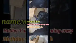 Meet Winnie🐶🐕