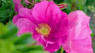Vertical video. Wild rose flower