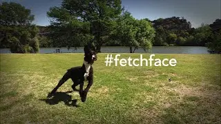 Fetchfix is the solution to your dog's mental and physical boredom!