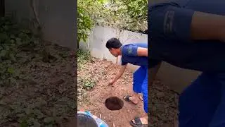 Catching a snake with bare hands and the unexpected outcome #kingsnake #kingcobra #cobra #animals...