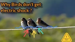Why birds don't get electric shock while sitting on electric wire ? Do birds feel electric shock ?