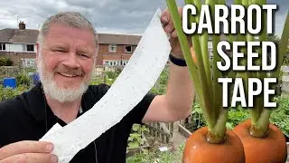 Sow Carrots Using Seed Tape Method | Sowing Carrots Easily