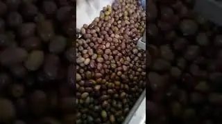Calibration Black & Blonde Azapa Olives  -  