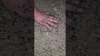Attacked by ANTS 😱#ants #attack #food