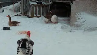 How To Take Care Of Geese, Turkeys and Ducks In The Winter 