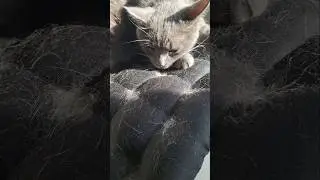 Красивый😎котик😻 #шамзин #catshorts #кот #kittycat #catlover #kittytime #loveforkittys #котики #cat