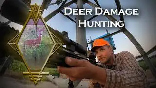 Crop Damage Deer Hunting | In the Field