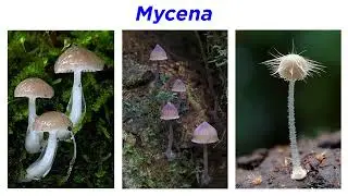Agaricales Часть 4: Entolomataceae, Tricholomataceae, Mycena, Omphalotus и Marasmius