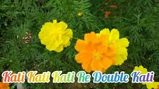 Kati Kati Kati Re (Odia Old Film Song).....