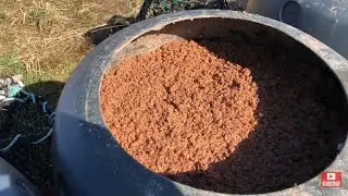 3 week update on salt preserving herring for lobster and pot fishing bait.