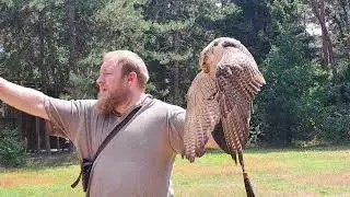 HUGE FALCON! Birds of Prey FLIGHT show Wildgehegene Gangelt Deutschland Germany natural habitat