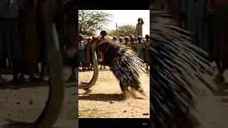 Snake is a fighter!
