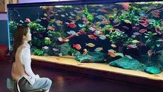 Rainbow Fish Flowing Through a Giant Tank - Best Aquarium Full of Color