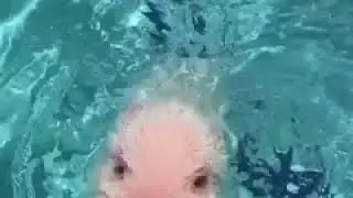 Baby pig swimming