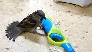 EL GORRIÓN - ¡El mejor amigo del hombre! - Agapornis Vs gorrion. ¿Cual es mejor animal de compañía?