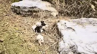 Щенки не знают, что сделали не так, не понимают, что такое бросить, и наивно ждут хозяина.