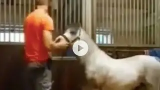 michael hanley horse video | michael hanley | the horse video | horse video twitter