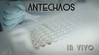 In Vivo (English version) -ANTECHAOS - Official Video