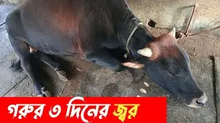 🛑গরুর ৩ দিনের জ্বর!#cow #farming #fever #villageagroofficial 
