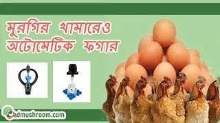 Automatic Fogger for Poultry | Smart Farming by BDMushroom | পোলট্রি ফার্ম কুলিং সিস্টেম।