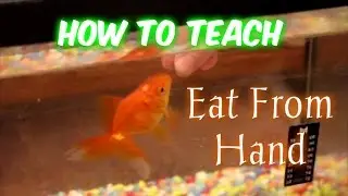 How to Teach a Fish to Eat From Your Hand