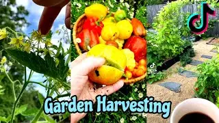 Garden Harvesting | Tiktok Compilation
