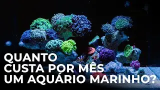 Quanto CUSTA por mês para manter um AQUÁRIO MARINHO? Fiz as contas. nano reef sem experiência! #010