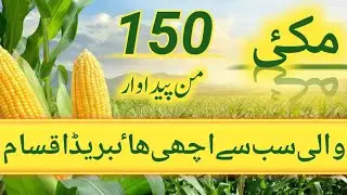Which is The Best Spring Maize Hybrid 2026 | High Yield Maize varieties