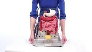 Otto Ostomy&trade; Model Advanced