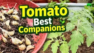 Tomato Companion Plants | Garlic Onion Benefits | Gardening Tips for Beginners #krishnavriksh 