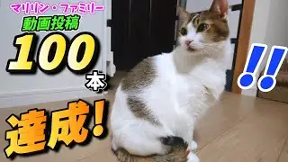 マリリン・ファミリー 動画100本達成！これまでの軌跡🐱