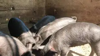 Large black and Hampshire cross piglets