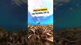 BEST BEACHES of Dominican Republic | Las Terrenas Paradise | Playa Las Ballenas #DominicanRepublic